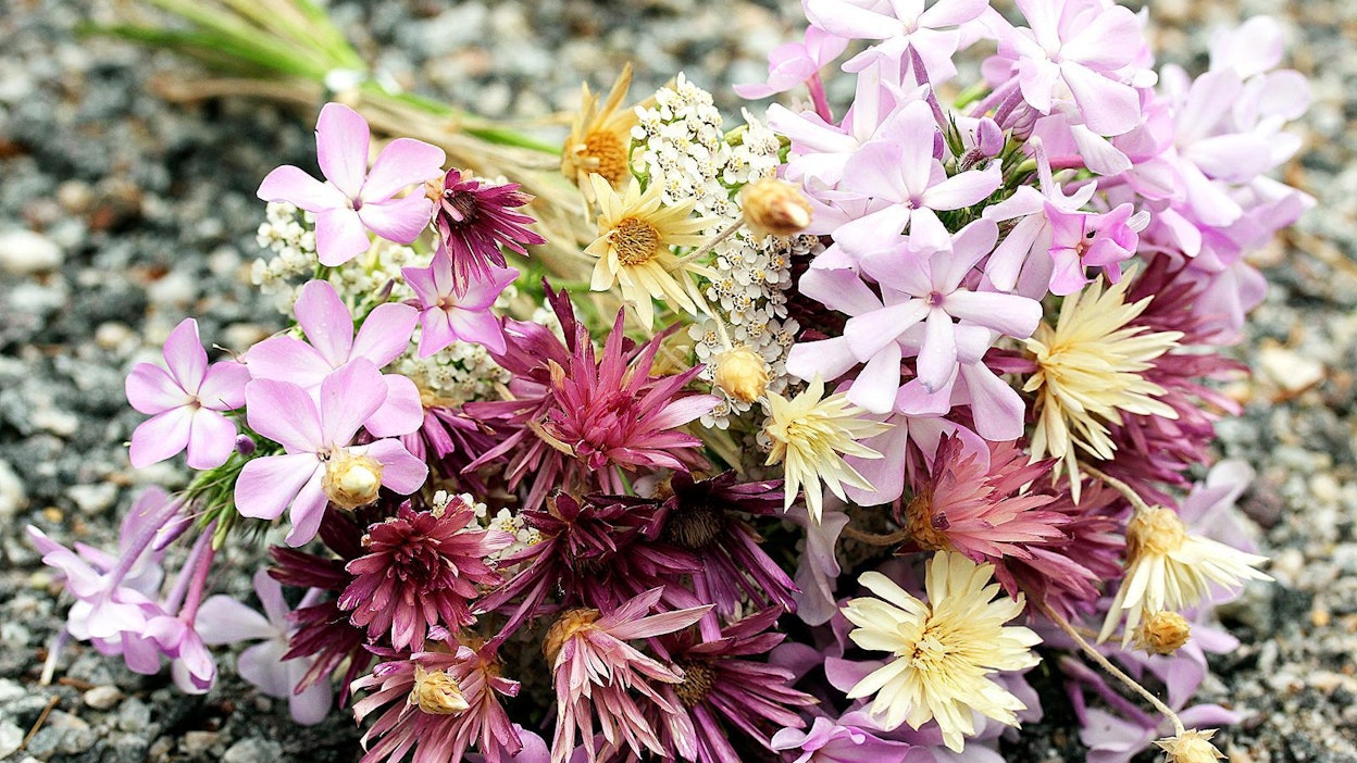 Kuivattamalla kukkien tuomaa iloa voi jatkaa pitkälle syksyyn ja talveen saakka. Lähellä kasvaneiden kukkien hyödyntäminen on myös ekologista, sillä useimmat kukkakauppojen kasveista tuodaan meille lentorahtina.