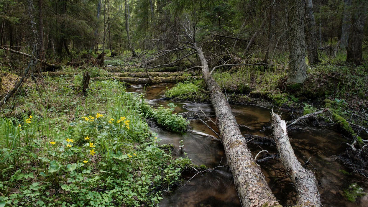 Sekä WWF:n että Luonnonsuojeluliiton mielestä hallituksen tulisi varata enemmän rahoitusta luonnonsuojeluun ja elinympäristöjen ennallistamiseen, jotta luonnon monimuotoisuuden köyhtyminen saadaan pysäytettyä.