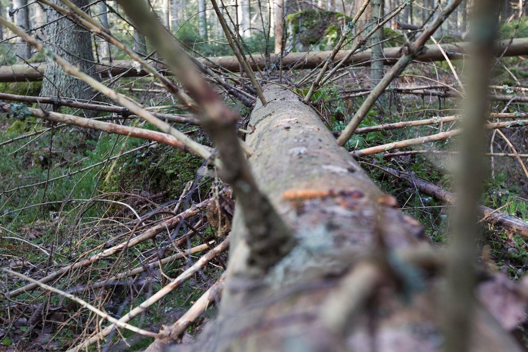 Tapio lisäisi jalostusta ja lahopuuta metsiin - MT Metsä - Maaseudun  Tulevaisuus