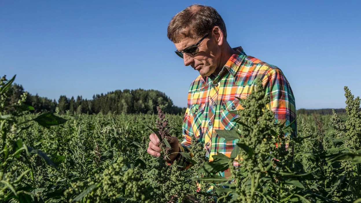 Kvinoassa on paljon proteiinia. Se on luontaisesti gluteenittomana myös hyvä esikasvi puhdaskauralle, kertoi luomutilan toinen isäntä Juha Raininko MT:n haastattelussa.