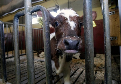 Jos joudut menemään lääkäriin ripuli- ja vatsatautioireiden takia ja on viime aikoina ollut tekemisissä vasikoiden kanssa, asiasta on syytä kertoa lääkärille.