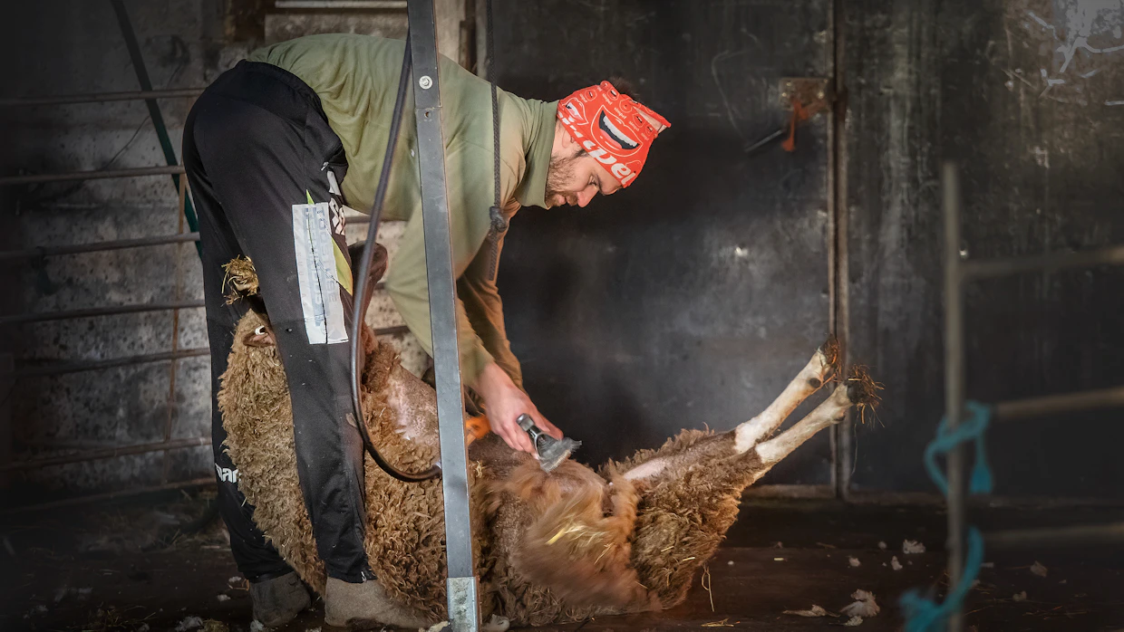 Pirtin kehräämö ostaa tänä vuonna lähinnä ruskeaa ja mustaa villaa. Arkistokuvassa keritsemässä Siim Sellis.