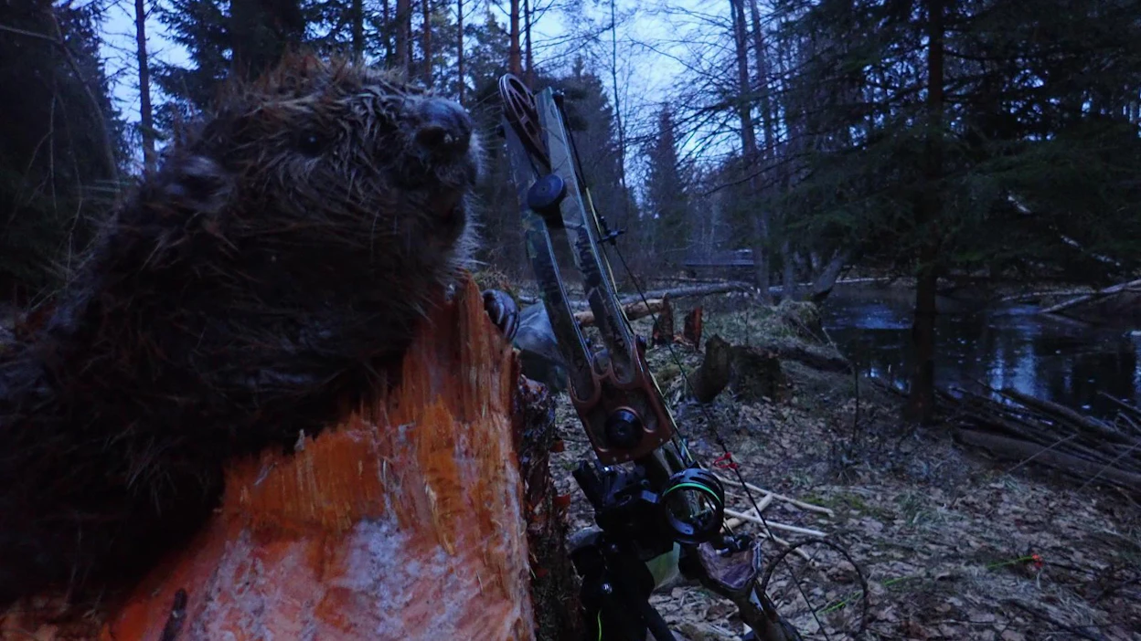 Majavan jousimetsästyksessä nuoli tulee kiinnittää naruun, jotta saaliin saa vedestä pois.