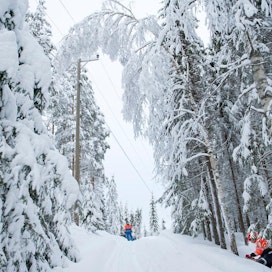 Sähkökatkojen riski on kasvanut Pohjois-Karjalassa metsien lumikuorman mukana.