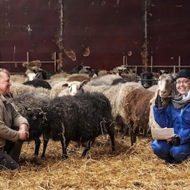 Helinä Leppänen luopuu lampaiden kasvatuksesta terveyssyistä. Vaikeaa päätöstä helpottaa, että jalostuseläimistä lähes kaikille on löytymässä uusi kotitila, jossa työ jatkuu. Yksi ostajista on Tiina Hirvonen (oikealla.)