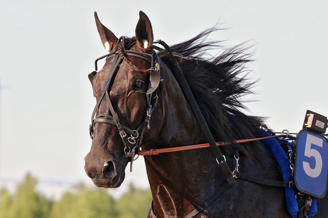 Kolmivuotislahjakkuus Lewis Ale on voittanut uransa kaikki kolme kilpailua.
