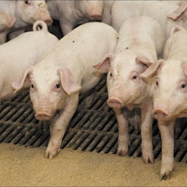 Maa- ja elintarvike-talouden tutkimuskeskus MTT on selvittänytsimpukka- ja toukkajauhon sekä säilörehun soveltuvuutta sikojen rehuksi.Selvitys on osa kansainvälistä hanketta. Markku Vuorikari