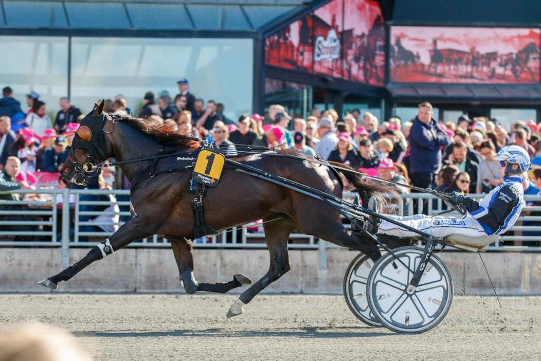 Mr Golden Quick antaa aina kaikkensa. Magnus A Djuse ohjasti sunnuntaina Uumajassa voiton Mika Haapakankaalle myös Redhot Tap Dancerilla.