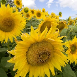 Kuvan auringonkukat kasvoivat kotimaan maaperällä.