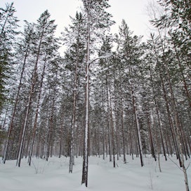 Posion yhteismetsän lisäksi Kemijärven, Kuusamon ja Sallan yhteismetsät ovat lähdössä rahoittamaan Boreal Biorefia.