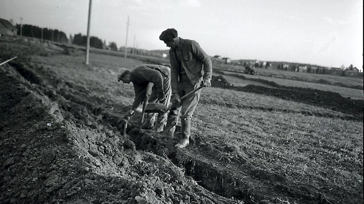 Salaojitusta Lepsämällä Nurmijärvellä 8.10.1960. (negatiivi)
Salaojaa kaivetaan lapiolla.
Kuvat HA_Iea_0104-0108 kuuluvat samaan yhyteyteen.