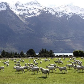 Uudessa-Seelannissa laiduntaa kymmeniä miljoonia lampaita ja lehmiä, joiden metaanipäästöt kiinnostavat tutkijoita. Kuva on maan Eteläsaarelta. Terhi Torikka