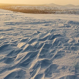 Matalat tunturilajit viihtyvät lumen kinostusalueilla.