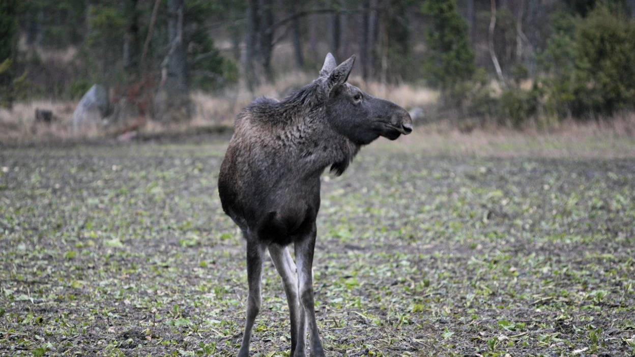 Kuvan hirvi on kuvattu Suomessa eikä sen tiedetä häiriköineen urheiluharrastuksia.