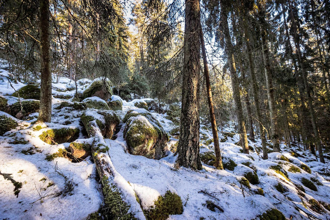 Kansallinen metsästrategia pyrkii sovittamaan yhteen metsän eri käyttötarkoitukset.