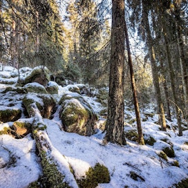 Kansallinen metsästrategia pyrkii sovittamaan yhteen metsän eri käyttötarkoitukset.