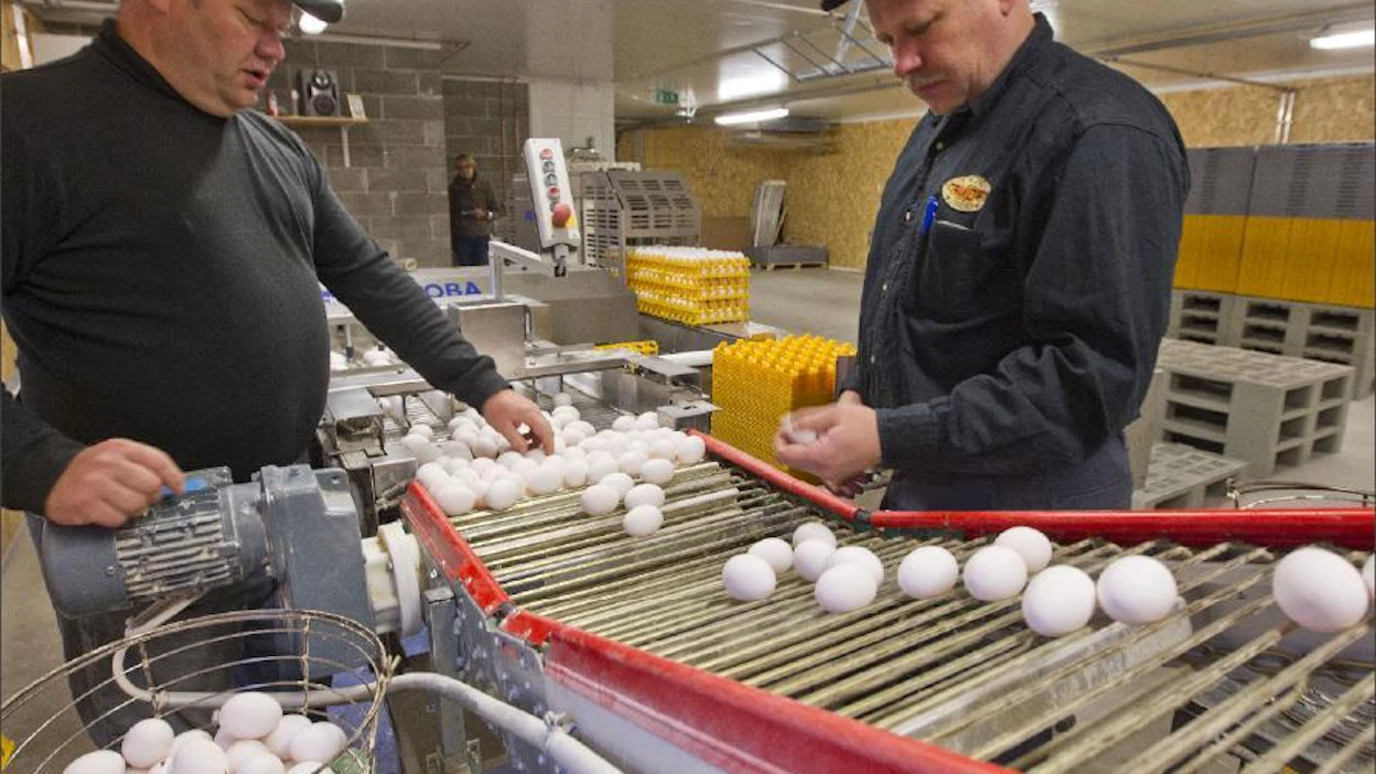 Jouni (vas.) ja Jari Vähätalon aamut kuluvat munien poiminnassa. Markku Vuorikari