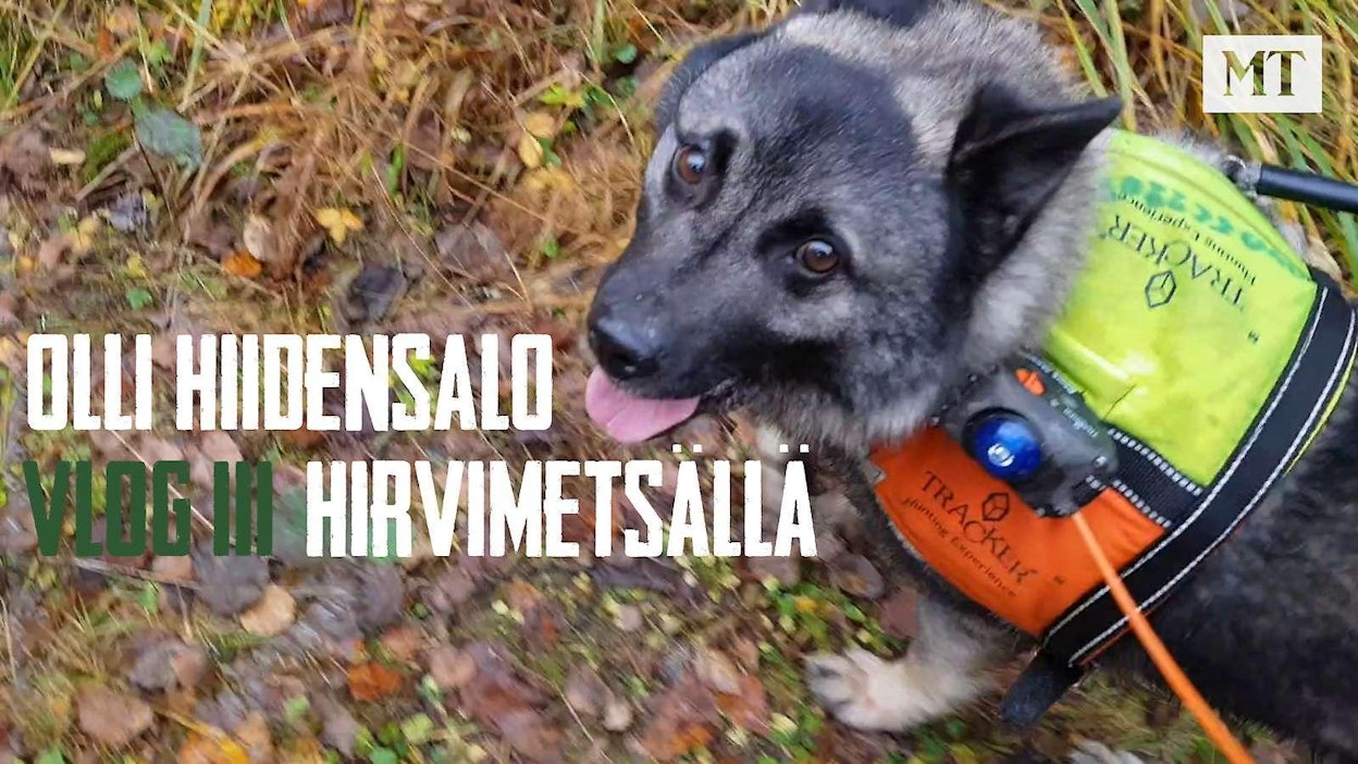 Ampumahiihtäjä Olli Hiidensalo kävi hirvimetsällä lämpimänä syyspäivänä.