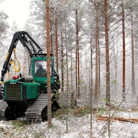 Suomen metsistä 90 prosenttia on havupuuvaltaisia. Karuimmat maat ovat luontaisesti männyn kasvupaikkoja.