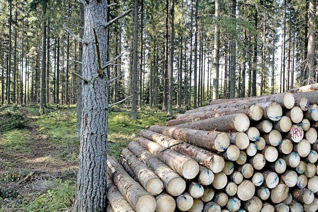 Kuusitukkia pinossa.
hakkuu kuusi tukki pino kuusikko