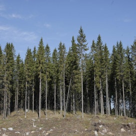 Kasvava ja hyväkuntoinen metsä sitoo hiiltä ja on näin hiilinielu.