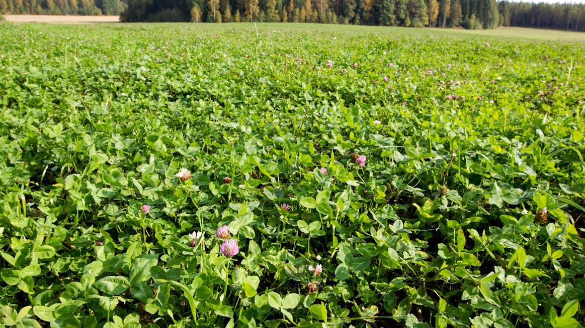 Viljatilalla luomu edellyttää peltoja, jotka ovat tietyt vuodet viherlannoituskäytössä, ellei nurmisatoa voi markkinoida rehuksi esimerkiksi luomueläintiloille.