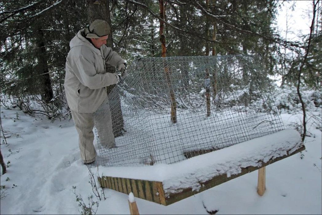 ”Paras supinpyyntilaite on elävänä pyytävä loukku. Kehitteillä on systeemi, joka lähettää tiedon loukun laukeamisesta metsästäjän kännykkään”, sanoo Supikoira Life- projektin ammattimetsästäjä Juha Mäkimartti Keminmaasta. Kari Lindholm