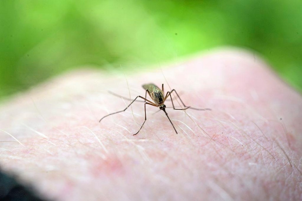 Purevat hyönteiset vaivaavat monia lehmiä – tutkijat löysivät ongelmaan  ratkaisun Afrikan savanneilta - Maatalous - Maaseudun Tulevaisuus