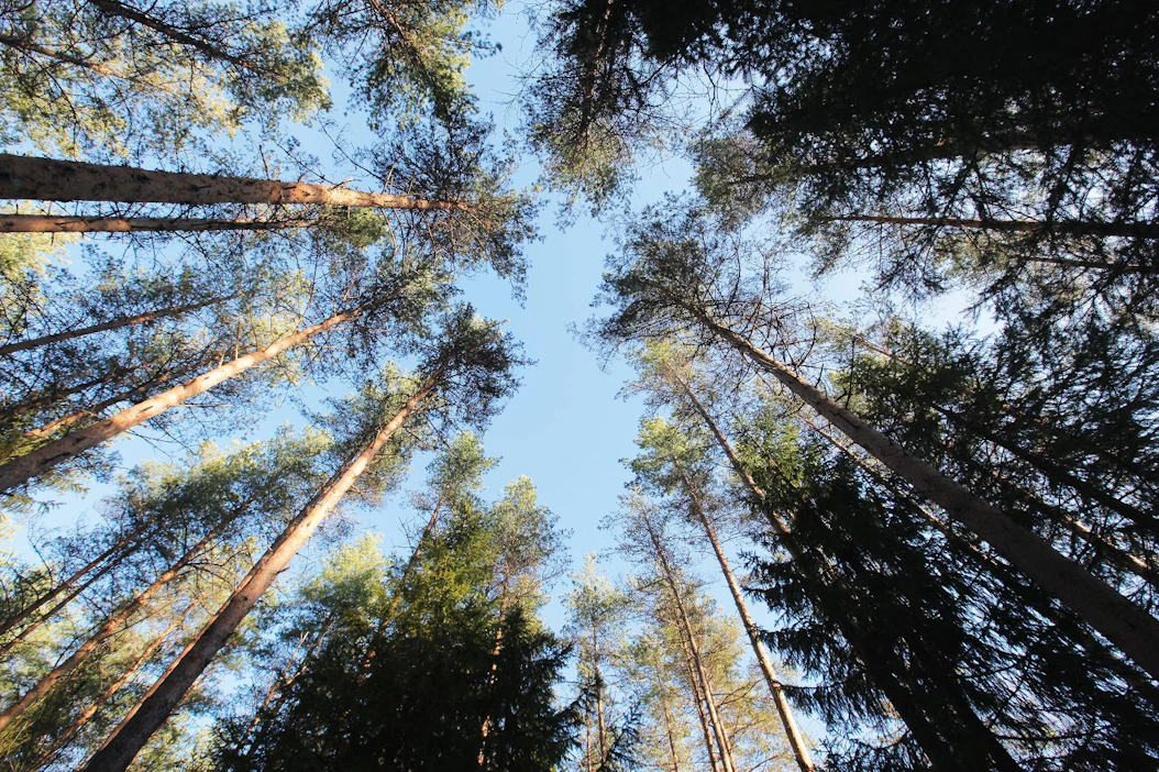 Metsien kasvun lisäyksestä pääosa on mäntyä. Pohjois-Suomessa metsät järeytyvät nyt vauhdilla.