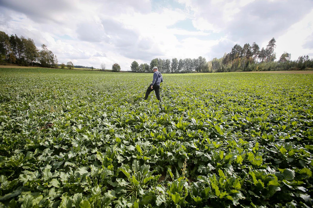 Sokerijuurikkaasta saadaan sokerin lisäksi melassia ja juurikasleikettä kotieläinten rehuseoksiin.