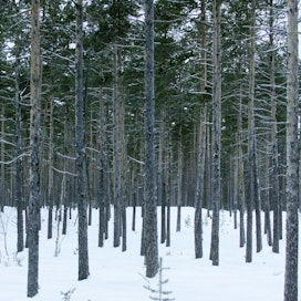 Havupuiden kuoria syntyy Suomen metsäteollisuuden sivuvirtana noin 3 miljoonaa tonnia vuodessa.