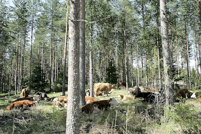 Kukkaromäen tila. lehmä, lihakarja, nauta, metsälaidun