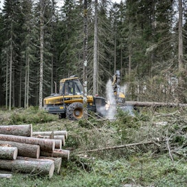 Viime vuonna metsistä korjattiin ennätyksellisesti noin 78 miljoonaa kuutiota. Kestävät hakkuumahdollisuudet ovat yli 80 miljoonaa kuutiota vuodessa.