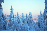 Tykkylumi tarttuu havupuiden lisäksi myös koivuihin, jotka taipuvat taakan alla notkolle. Osa koivuista suoristuu kesällä.