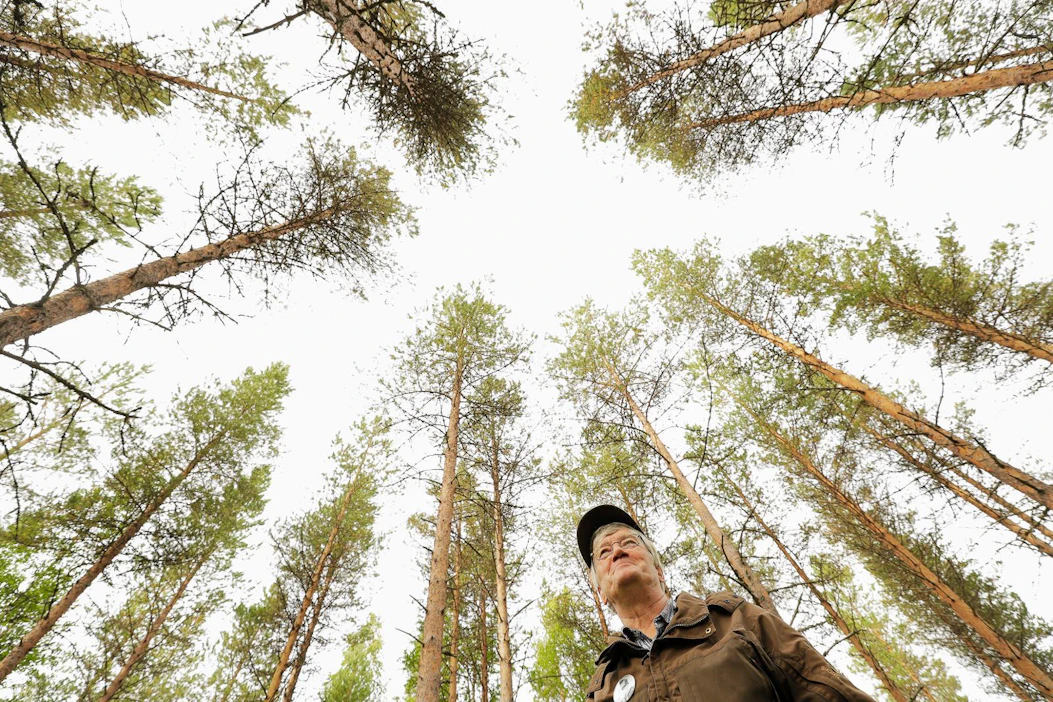 Vielä 1970-luvulla Osaran aukeiden uudistumista epäiltiin, mutta nyt alueella kasvaa runsaasti hyväpuustoista männikköä. Jorma Kouva on seurannut puuston kasvua koko ikänsä.