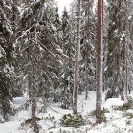 Yrittäjien järjestön pääekonomisti otti Karjalaisen mukaan kantaa metsän ja pellon verotukseen Joensuussa.