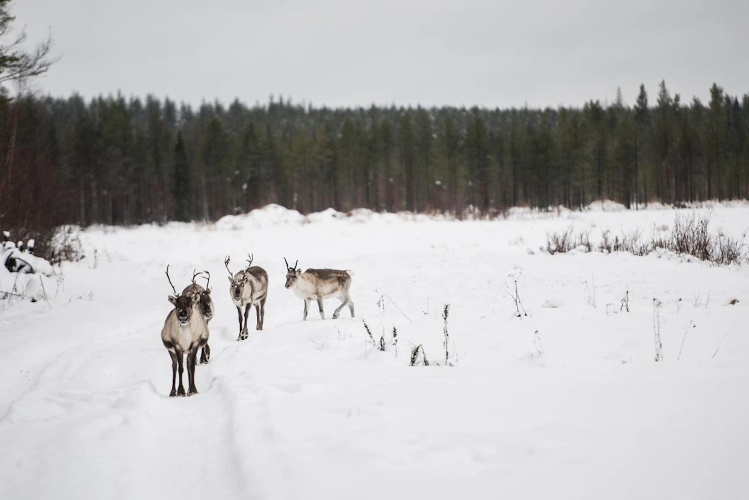 Maa- ja metsätalousministeriön työryhmä esittää tuoreimman tutkimustiedon perusteella paliskunnille hoito- ja käyttösuunnitelmia porolaidunten kestävyyden varmistamiseksi.