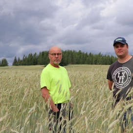 Lappeenrantalaiset Juha (vas.) ja Pekka Helkala odottavat keskimääräistä parempaa viljasatoa. Reetta-ruis on kestänyt sateista huolimatta pystyssä.