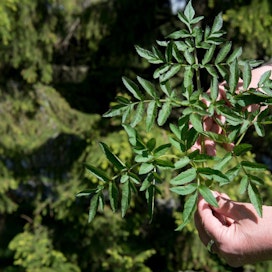 Suomen luonnossa kasvaa ympäri vuoden poimittavia villiyrttejä.