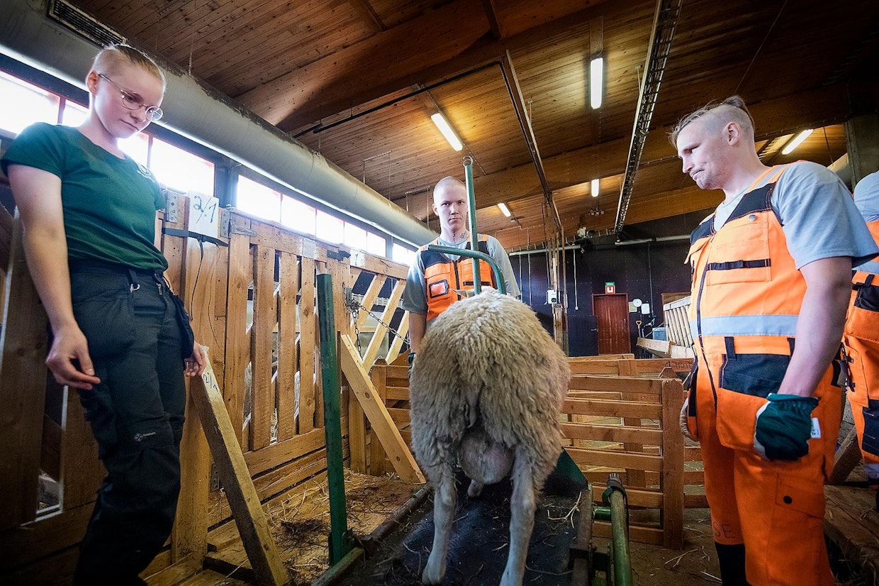 Rakennearvosteluoppaan tehnyt Katariina Tuomainen (vas.) katselee keväistä pässikaritsaa. Apuna vangit Miro ja Juha.