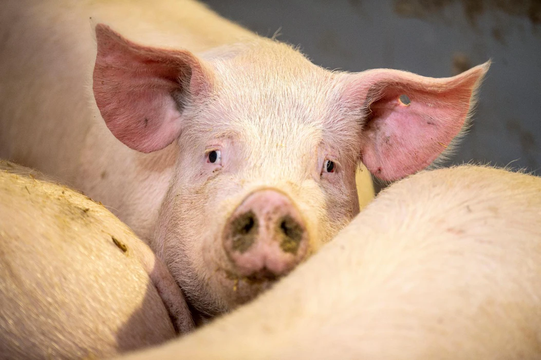 Eläimille on taattava alle 30 asteen kuljetuslämpötilat, ja se voi olla helleaallon aikaan Euroopassa haastavaa. Kuva ei liity juttuun.