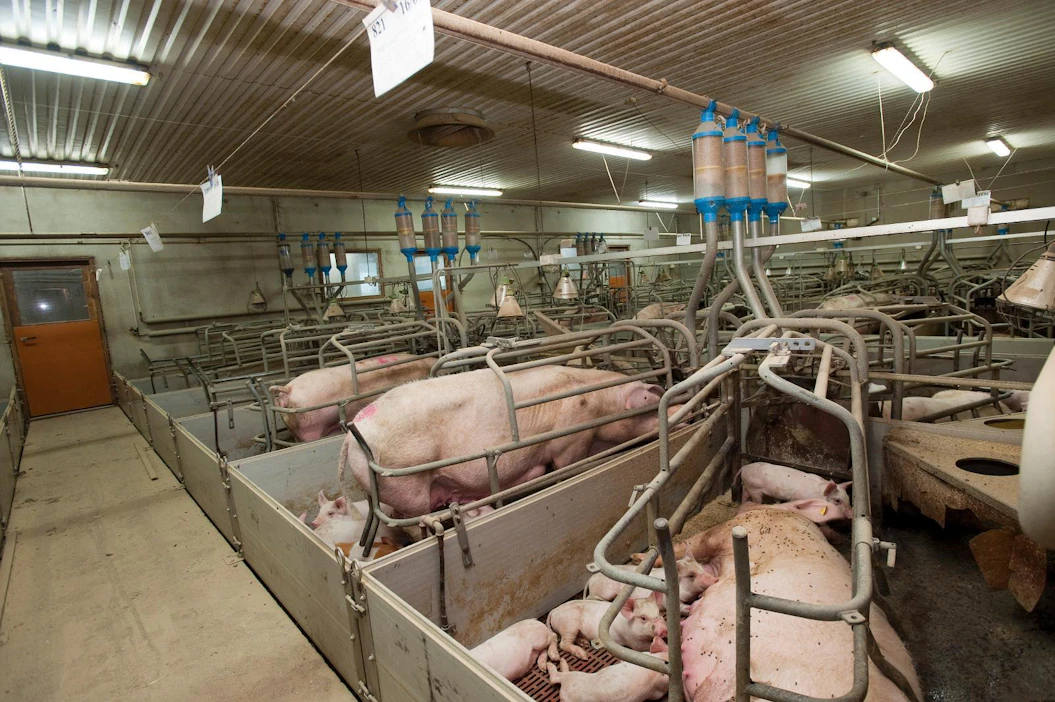 Sikacon siat lähtivät viime vuonna teuraaksi HKScanin irtisanottua yrityksen tuotantosopimuksen. Nyt uusi yrittäjä aikoo täyttää sikalan jälleen.