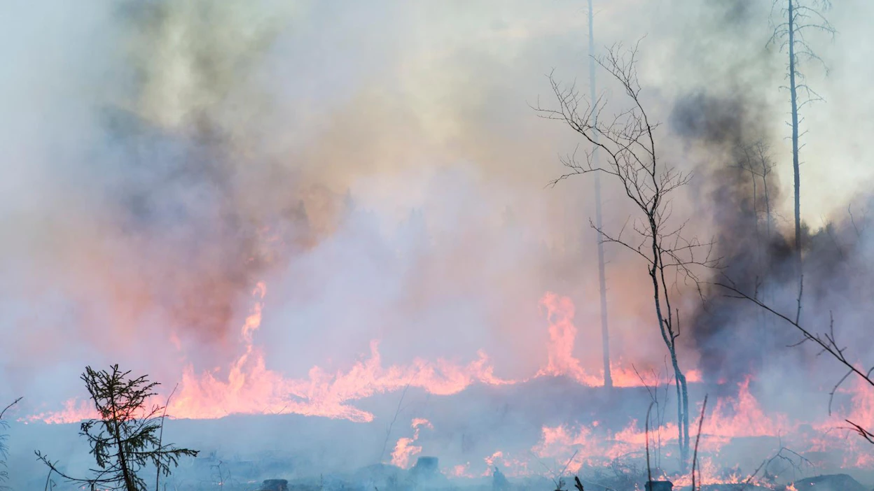 Kaskeaminen eroaa metsän kulotuksesta sillä, ettei alueella ole lainkaan pystypuita. Kuvassa kulotetaan.