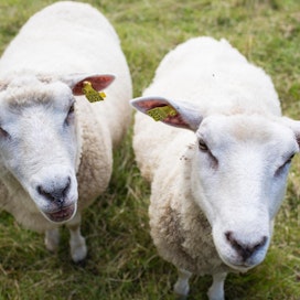Lammastukien suuruus ja niiden viipyminen on herättänyt keskustelua lampureiden keskustelupalstoilla.
