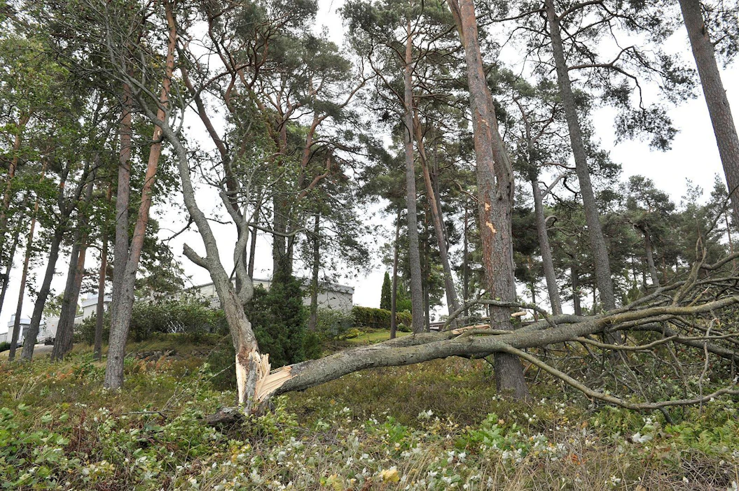 Viime viikon Aila-myrsky ei johtanut suurialaisiin metsätuhoihin. Yksittäisiä puita ja pieniä puuryhmiä sen sijaan kaatui runsaasti etenkin Pohjanlahden rannikolla.