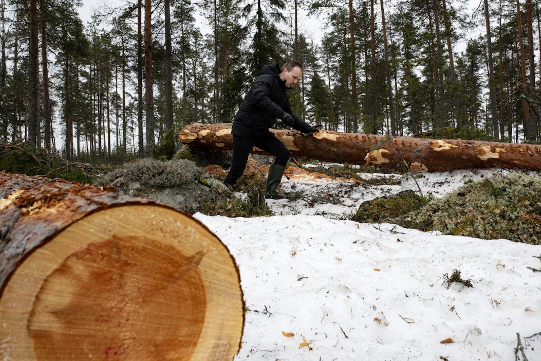 Kokkolan seurakuntayhtymä pystyy hyödyntämään oman metsän puita paanukattojen korjauksessa. Kiinteistöpäällikkö Veli-Matti Raappanan mukaan siitä tulee huomattava säästö.