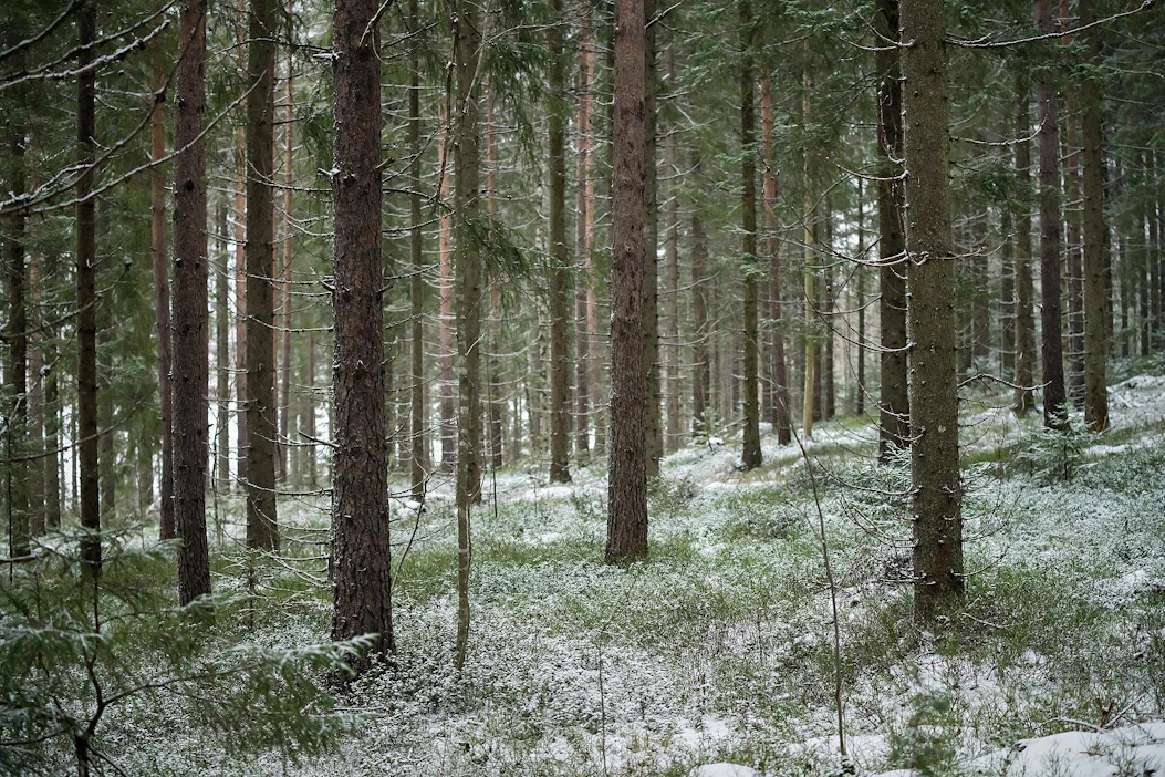 Sveaskog kertoo, että sen toimittaman puun hinta nousi viime vuonna keskimäärin viisi prosenttia. Tukin hinta yli tuplasti enemmän. Kuvituskuva