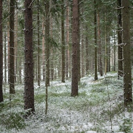 Sveaskog kertoo, että sen toimittaman puun hinta nousi viime vuonna keskimäärin viisi prosenttia. Tukin hinta yli tuplasti enemmän. Kuvituskuva