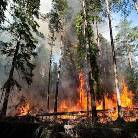 Metsäpalot ovat yksi merkittävimmistä tuhonaiheuttajista ympäri maailmaa.