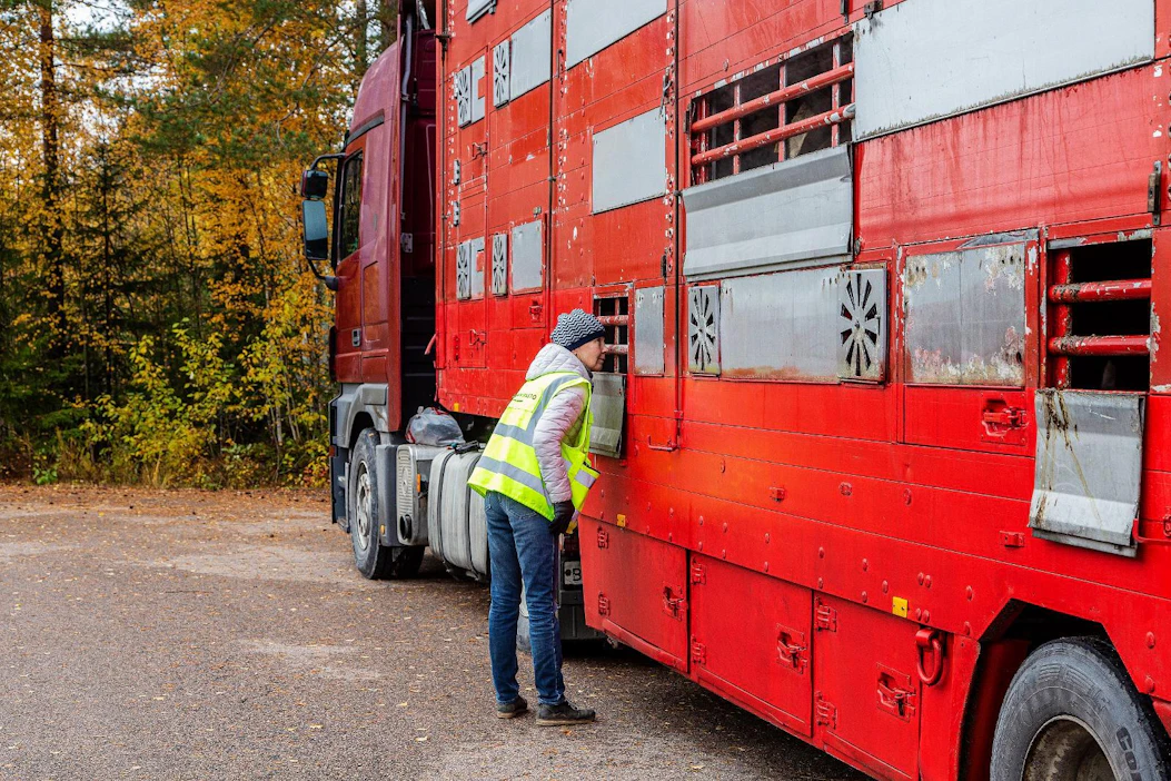Vielä vuonna 2019 Suomesta vietiin hiehoja Venäjälle. Eläinlääkäri Johanna Kankaanpää tarkasti eläinkuljetuksen Vaalimaan raja-asemalla.